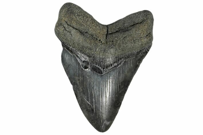 Fossil Megalodon Tooth - South Carolina #168062